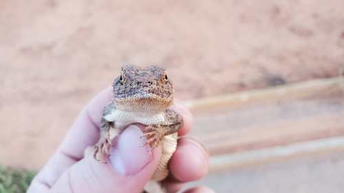 Mali Agama, Agama boueti