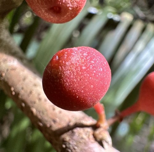 Ficus sagittata
