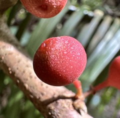 Ficus sagittata