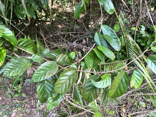 Ficus sagittata, photograph 1