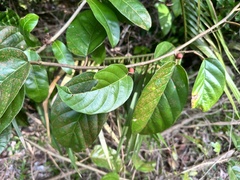 Ficus sagittata, photograph (c) scallions, some rights reserved (CC BY)