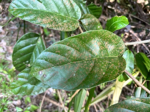 Image of Ficus sagittata by (c) scallions, some rights reserved (CC BY)