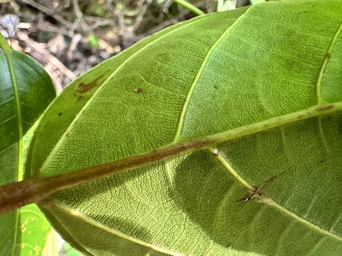 Ficus sagittata, photograph 4