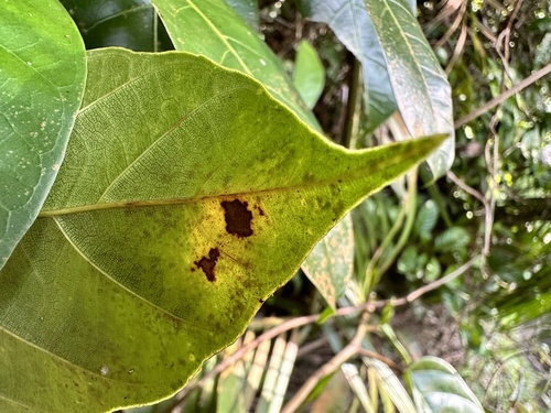 Ficus sagittata, photograph 5