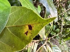 Ficus sagittata, photograph (c) scallions, some rights reserved (CC BY)