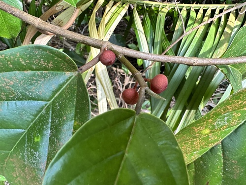 Ficus sagittata, photograph 6