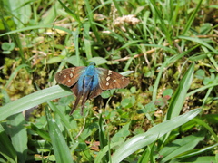 Urbanus proteus