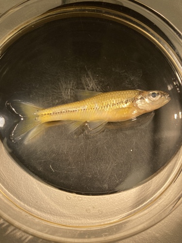 Pugnose shiner (Notropis anogenus) — Cyprinidae — 4