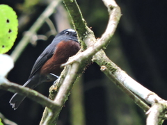 Ochthoeca cinnamomeiventris