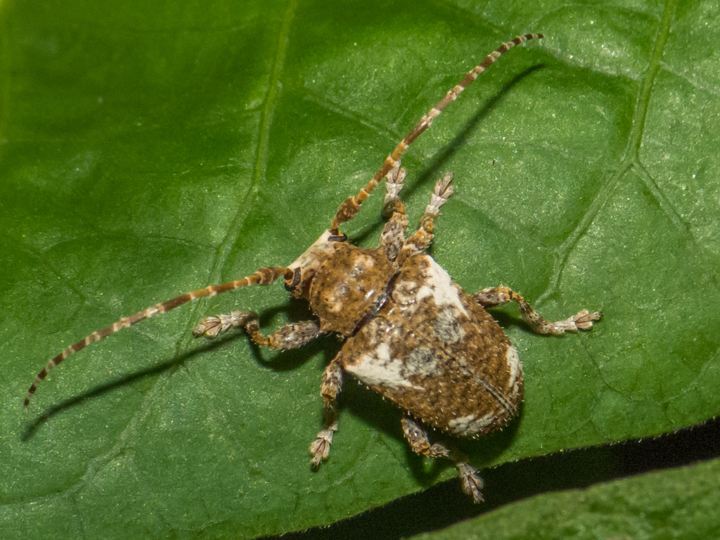 Aerenea quadriplagiata