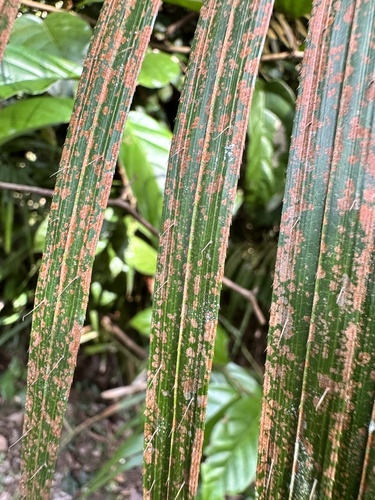 Image of Calamus melanochaetes by (c) scallions, some rights reserved (CC BY)