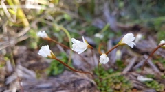 Epilobium pernitens