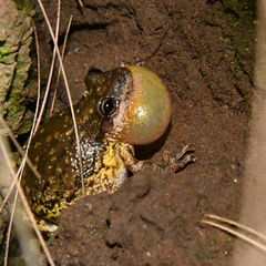 Scinax nasicus