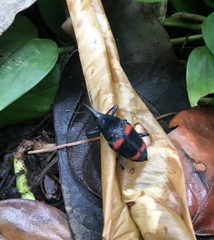 Cactophagus duplocinctus