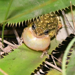 Scinax nasicus