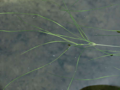 Image of Beaked ditchgrass by (c) chiuluan, some rights reserved (CC BY)
