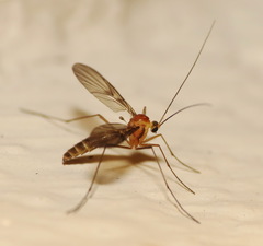 Macrocera