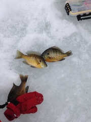 Lepomis gibbosus × macrochirus