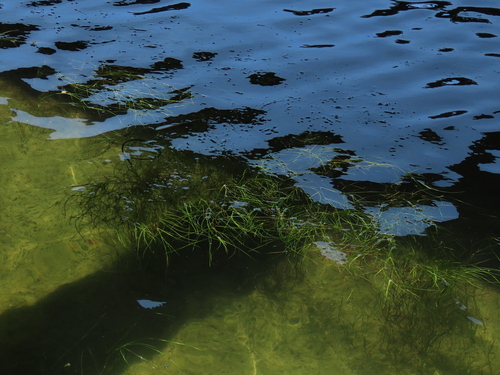 Image of Beaked ditchgrass by (c) chiuluan, some rights reserved (CC BY)