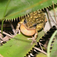 Scinax nasicus
