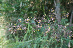 Blumea lanceolaria