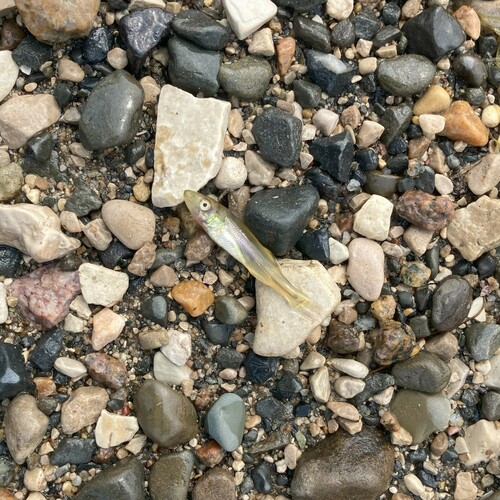 Walleye, Kenora District, ON, Canada, photo 7 of 10