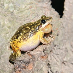 Scinax nasicus