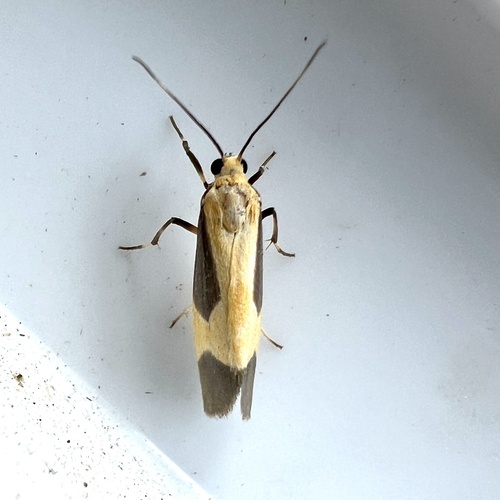 Pictured Lichen Moth photo 2