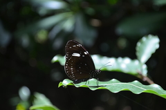 Euploea lewinii