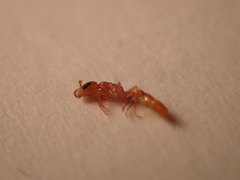 Pseudomyrmex pallidus