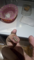 Naupactus dissimilis