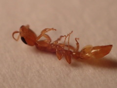Pseudomyrmex pallidus