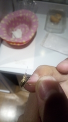 Naupactus dissimilis