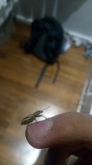 Naupactus dissimilis