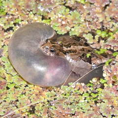 Physalaemus biligonigerus