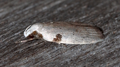 Zonopetala quadripustulella