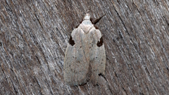Zonopetala quadripustulella