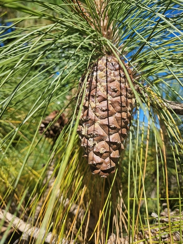 Pinaceae image