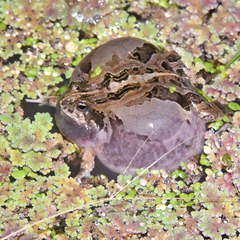 Physalaemus biligonigerus