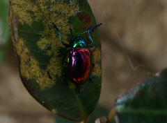 Platycorynus sauteri