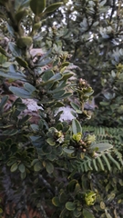 Ilex kunthiana