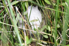 Physalaemus biligonigerus