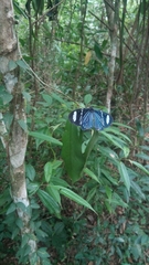 Hypocrita fenestraria