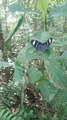 Hypocrita fenestraria