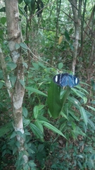 Hypocrita fenestraria