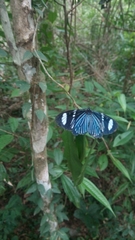 Hypocrita fenestraria