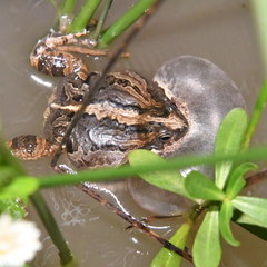 Physalaemus biligonigerus