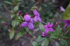 Pseuderanthemum laxiflorum