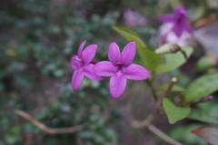 Pseuderanthemum laxiflorum