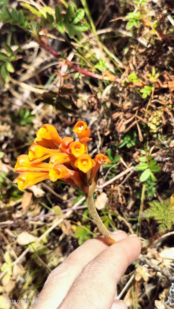 Sauroglossum aurantiacum
